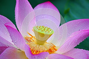 Pink Lotus flower