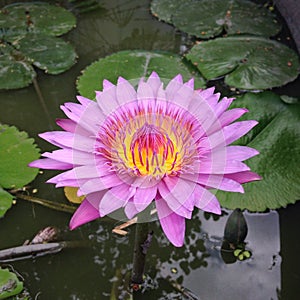 Pink Lotus Flower Floating in Pond