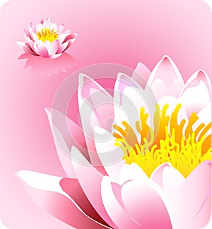 Pink lotus flower - forces of nature theme