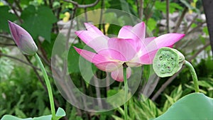 Pink lotus flower in gentle wind