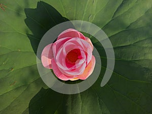 pink Lotus Flower on green background