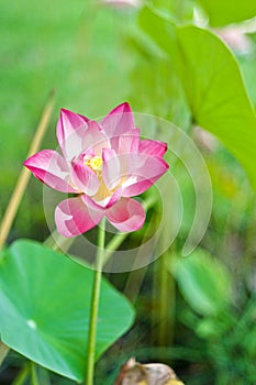 Pink lotus flower on green leaf background.