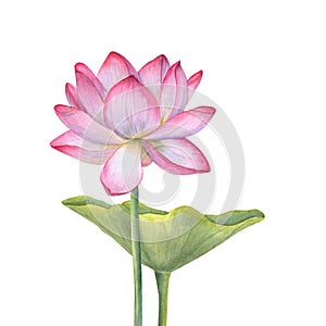 Pink Lotus flower and green Leaf. Blooming Water Lily. Watercolor illustration isolated on white background. Hand drawn