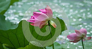 Pink Lotus Flower with Green Leaves and Bokeh Flowerscape