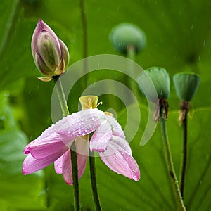 Pink Lotus Flower with Green Leaves and Bud and Seed Pod