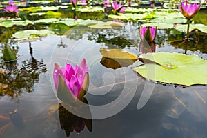 Pink lotus flower grow in pond water in nature