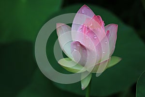 Pink lotus flower, Hawaii