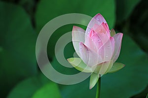 Pink lotus flower, Hawaii