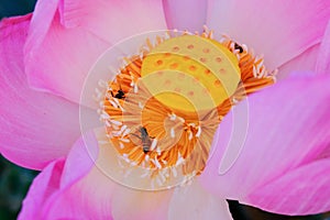 Pink lotus flower with honey bee