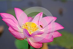 Pink lotus flower with honey bee