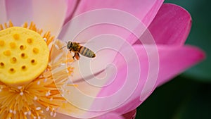 Pink lotus flower with honey bee