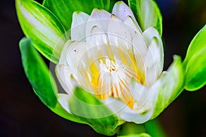 Pink lotus flower with honey bee. Closeup focus of a beautiful pink lotus flower with bee collecting honey,Soft focus,