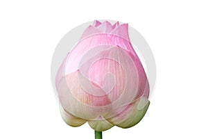 Pink lotus flower isolated