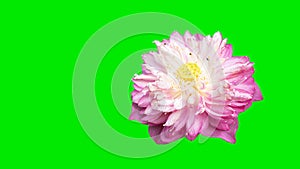 Pink lotus flower isolated on a green backgroun