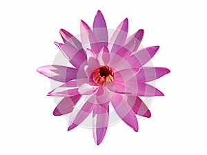 Pink lotus flower isolated