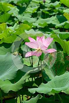 Pink lotus flower with leaf in the pond