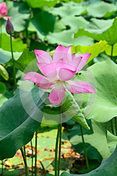 Pink lotus flower with leaf in the pond