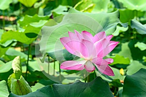 Pink lotus flower with leaf in the pond