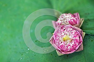Pink lotus flower on leaves