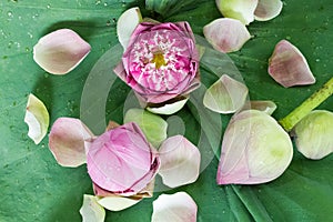 Pink lotus flower on leaves