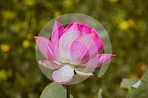 Pink Lotus flower and Lotus flower plants