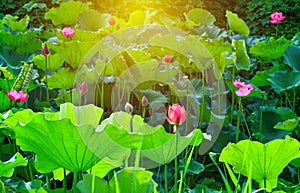 Pink lotus flower and lotus flower plants in the pond