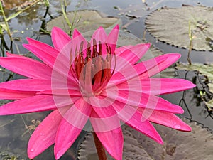 Pink lotus flower in the morning