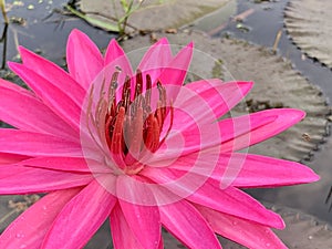 Pink lotus flower in the morning