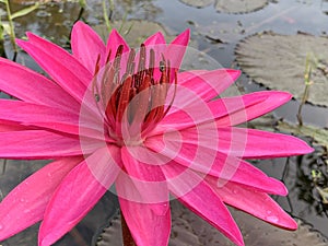 Pink lotus flower in the morning