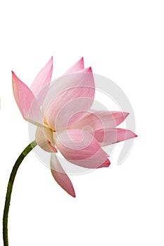 The pink lotus flower in nature background