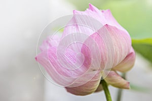 Pink lotus flower, nature background, tropical garden
