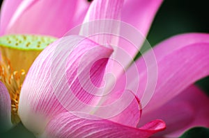 Pink Lotus flower, Nelumbo nucifera, nature, beauty, tropic, full bloom, color