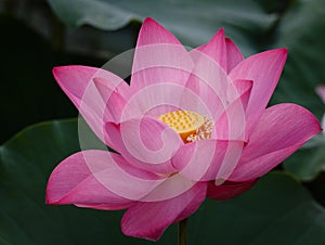 Pink Lotus Flower Opening Up It's Heart To The World