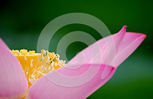 Pink lotus flower, part of