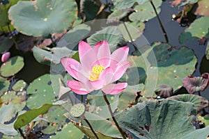 Pink Lotus Flower photo