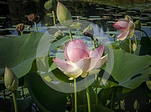Pink Lotus Flower on a Pond