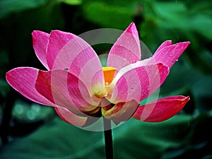 Pink Lotus Flower in the pond