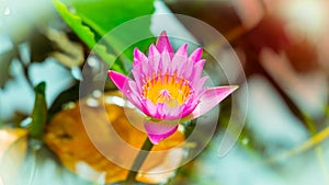 Pink lotus flower in pond