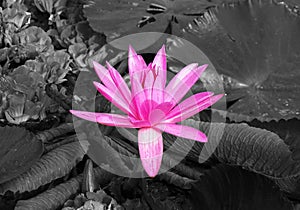Pink Lotus Flower in the Pond on Black and White Background