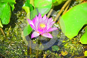 A Pink Lotus Flower in a Pond with Sunlight