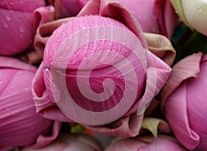Pink Lotus flower`s bud closeup