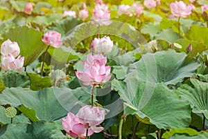 Pink lotus flower or Sacred lotus flower Nelumbo nucifera with green leaves blooming in lake