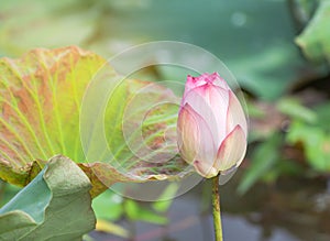 Pink lotus flower or Sacred lotus flower Nelumbo nucifera with green leaves blooming in lake