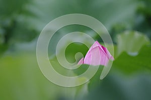 Pink Lotus flower shy buds just growing out