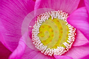 Pink lotus flower spa background