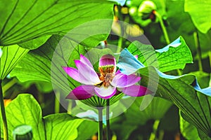 Pink Lotus Flower Stamen Close Up Beijing China