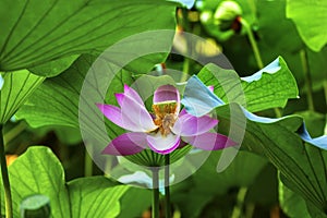 Pink Lotus Flower Stamen Close Up Beijing China