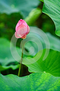 Pink lotus flower starting to bloom, Nara, Japan