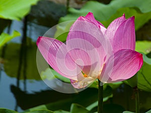 Pink lotus flower with translucent petals in a pond with a green background