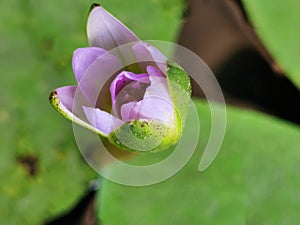 Pink lotus flower or warer lily in the pond